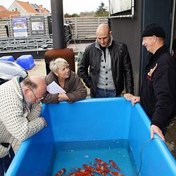 De koi van de koivrienden gemeten: afbeelding 5