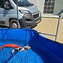 De koishow staat voor de deur. De eerste indruk: afbeelding 19