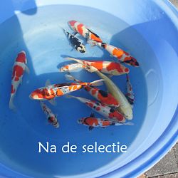 De laatste sortering dit jaar: afbeelding 1