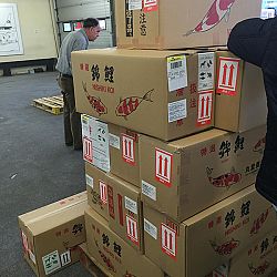 De magie van Japan: afbeelding 8