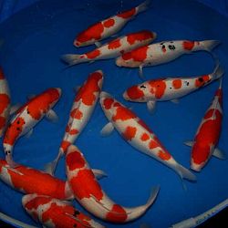 De Monsters van Momotaro: afbeelding 19