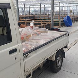 De open sales van Sakai: afbeelding 6