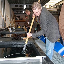 De oudst levende bekende koi boven water: afbeelding 4