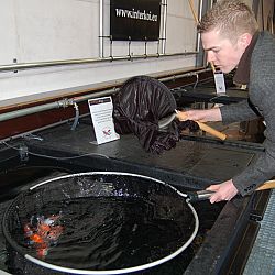 De oudst levende bekende koi boven water: afbeelding 5