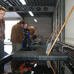 De oudst levende bekende koi boven water: afbeelding 9