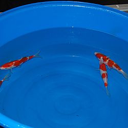 De oudst levende bekende koi boven water: afbeelding 11