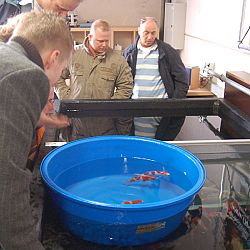 De oudst levende bekende koi boven water: afbeelding 12