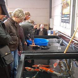 De oudst levende bekende koi boven water: afbeelding 14