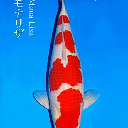 De persoonlijkheid Narita: afbeelding 1