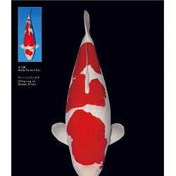 De persoonlijkheid Narita: afbeelding 2
