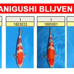 De regeltjes veranderen weer: afbeelding 4