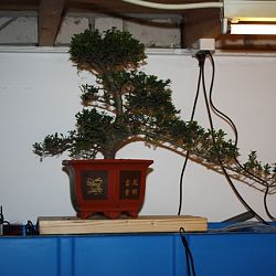 De Sekiguchi showa's zijn binnen!: afbeelding 5