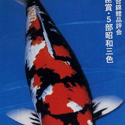 De Shinkokai All Japan Show: afbeelding 1