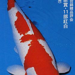 De Shinkokai All Japan Show: afbeelding 3