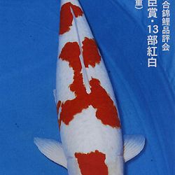 De Shinkokai All Japan Show: afbeelding 8