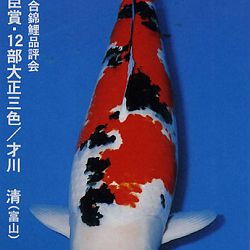 De Shinkokai All Japan Show: afbeelding 9