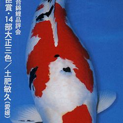 De Shinkokai All Japan Show: afbeelding 10