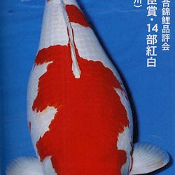 De Shinkokai All Japan Show: afbeelding 11