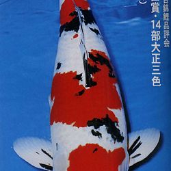 De Shinkokai All Japan Show: afbeelding 12