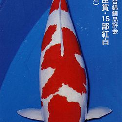 De Shinkokai All Japan Show: afbeelding 15