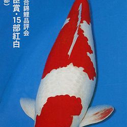 De Shinkokai All Japan Show: afbeelding 16