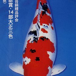 De Shinkokai All Japan Show: afbeelding 17