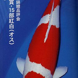 De Shinkokai All Japan Show: afbeelding 19