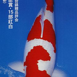 De Shinkokai All Japan Show: afbeelding 20