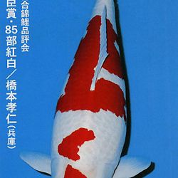 De Shinkokai All Japan Show: afbeelding 23