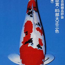 De Shinkokai All Japan Show: afbeelding 24
