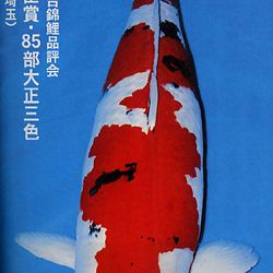 De Shinkokai All Japan Show: afbeelding 25