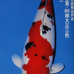 De Shinkokai All Japan Show: afbeelding 26