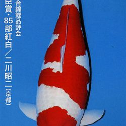De Shinkokai All Japan Show: afbeelding 28