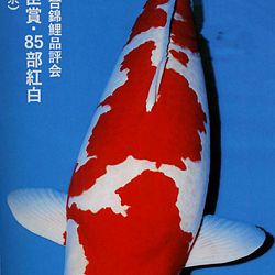 De Shinkokai All Japan Show: afbeelding 29