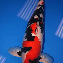De Shinkokai All Japan Show: afbeelding 37