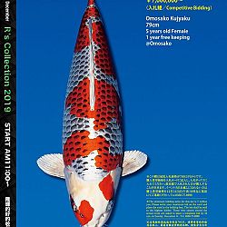 De Super R-Collectie: afbeelding 5