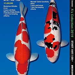 De Super R-Collectie: afbeelding 7