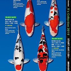 De Super R-Collectie: afbeelding 10