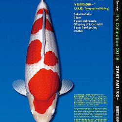 De Super R-Collectie: afbeelding 1