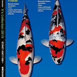 De Super R-Collectie: afbeelding 8