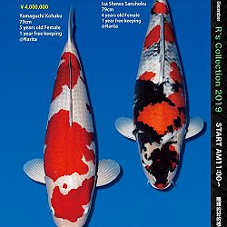 De Super R-Collectie: afbeelding 12