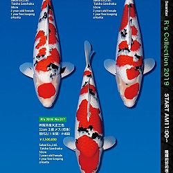 De Super R-Collectie: afbeelding 11