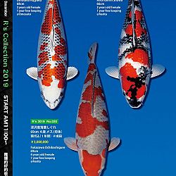 De Super R-Collectie: afbeelding 13