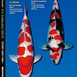 De Super R-Collectie: afbeelding 9