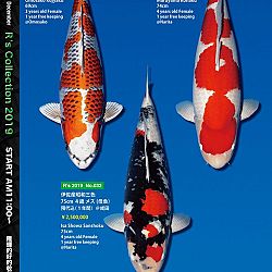 De Super R-Collectie: afbeelding 16