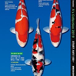 De Super R-Collectie: afbeelding 20