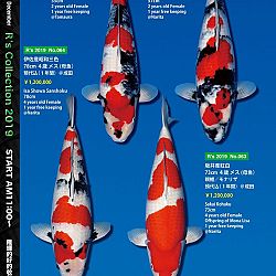 De Super R-Collectie: afbeelding 24