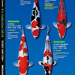 De Super R-Collectie: afbeelding 26