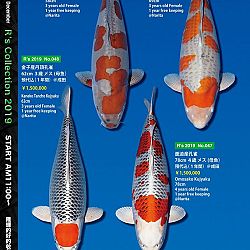 De Super R-Collectie: afbeelding 27