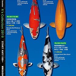 De Super R-Collectie: afbeelding 28